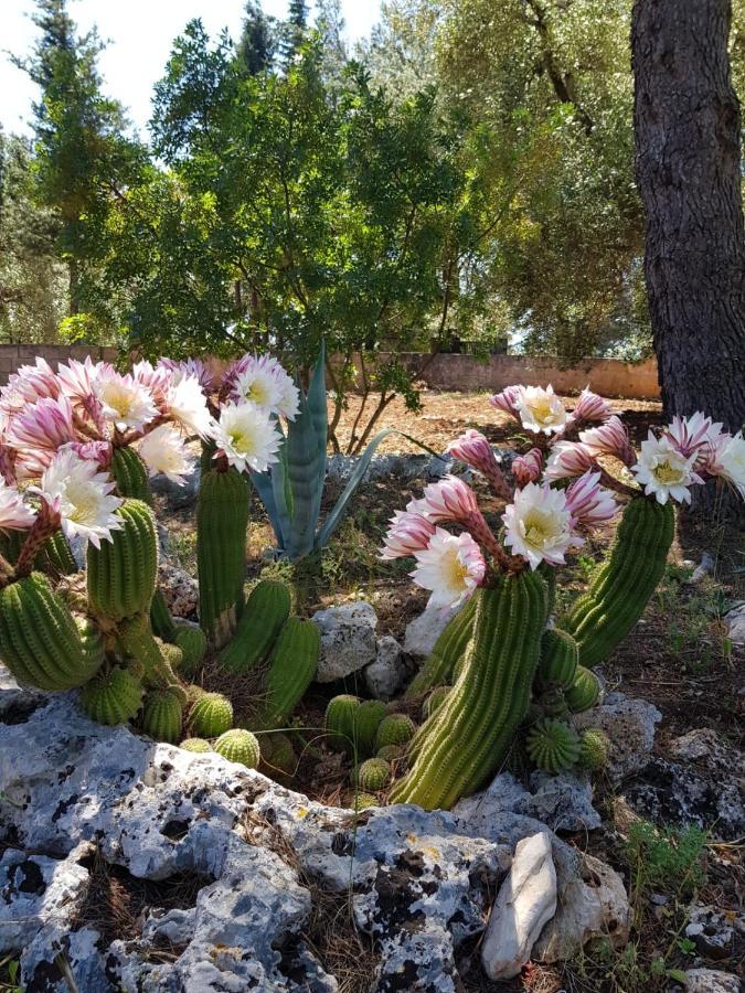 I Trulli Di Spinaruta Bed & Breakfast Grottaglie Exterior foto
